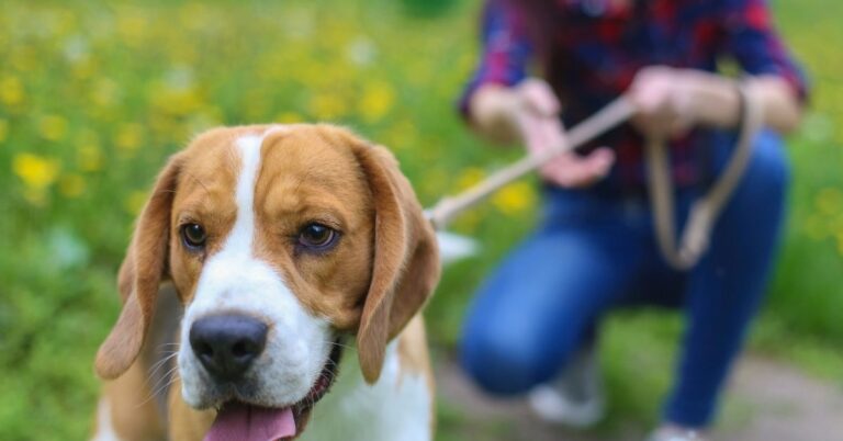 Get Paid To Walk Dogs