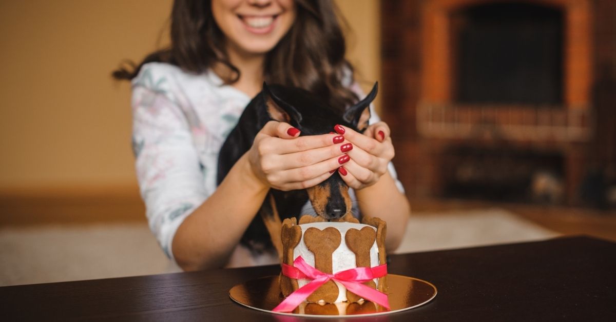 How to start a dog treat business