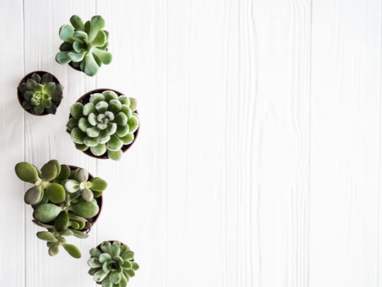 How to make money growing plants