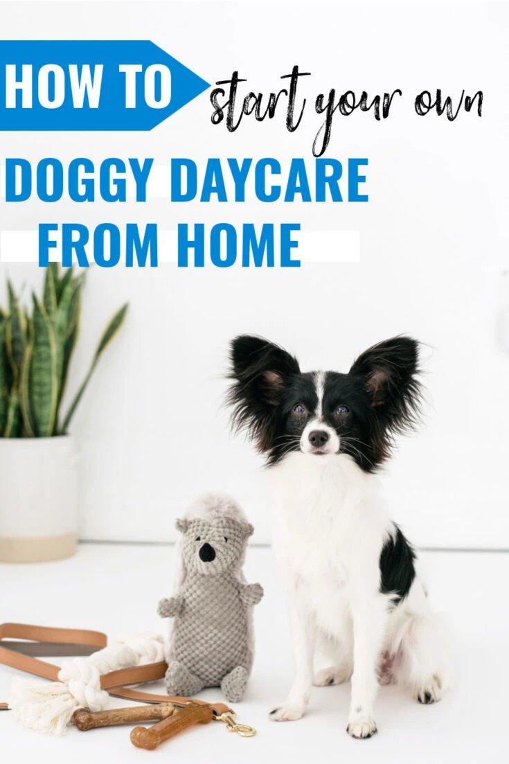 How to start a doggy daycare