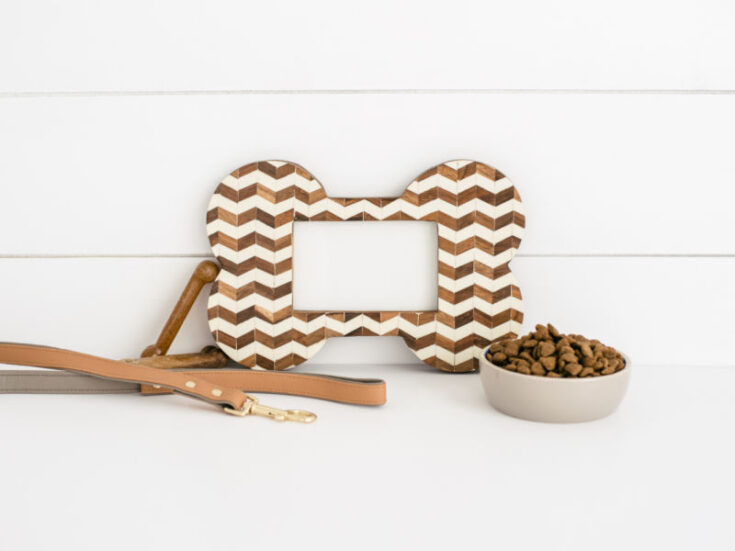 How To Start A Doggy Daycare At Home