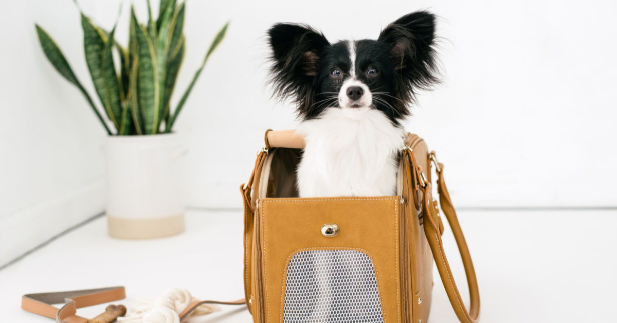 how-to-start-a-doggy-daycare-at-home