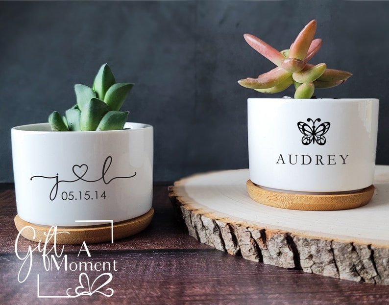 work from home gifts - succulent plant