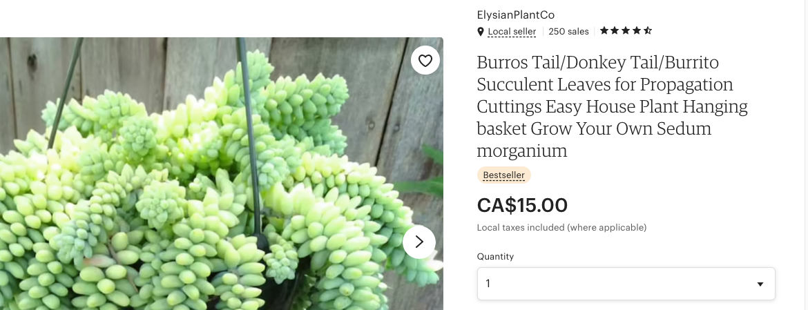How to make money selling plants on Etsy