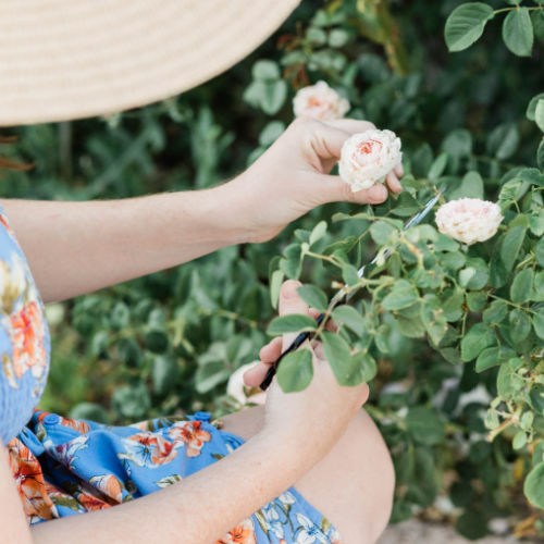 selling plants on Etsy