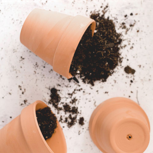 Start an Etsy seed business