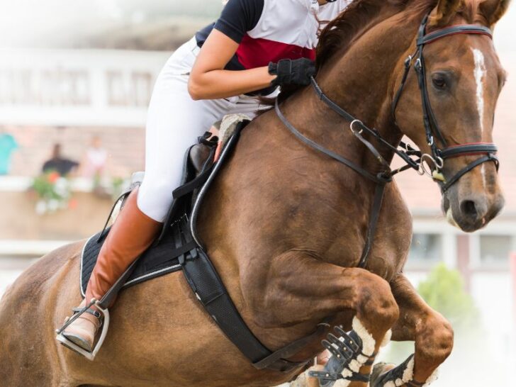 How To Make Money With Horses (25 Genius Ideas)