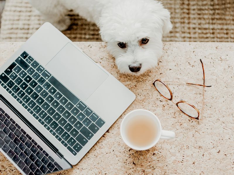 how to make money with your dog on Instagram
