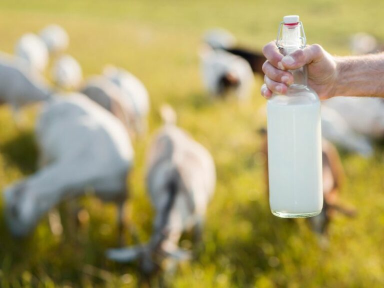 How To Make Money With Goats {15 Ways To Profit From Goats}