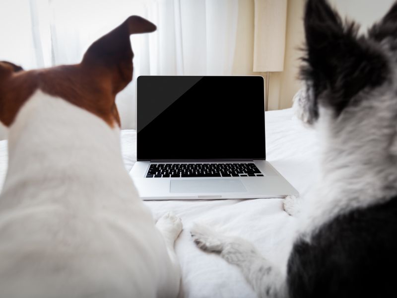 How To Make Money With Your Dog On YouTube