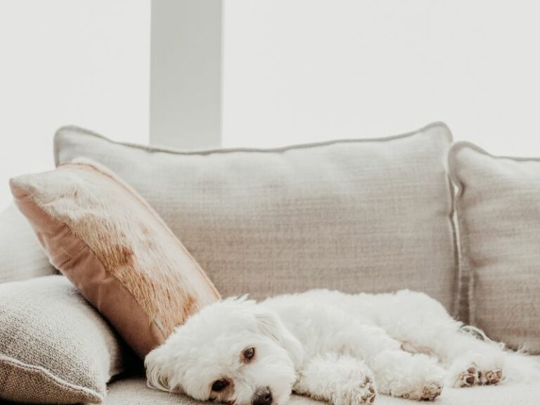 Brands Looking For Dog Models