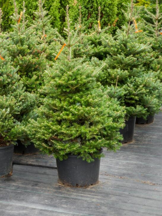 31 Festive Christmas Side Hustles